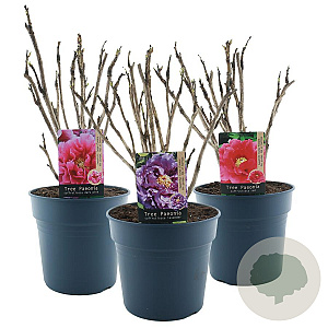 Paeonia suffruticosa 50-60 cm 12L