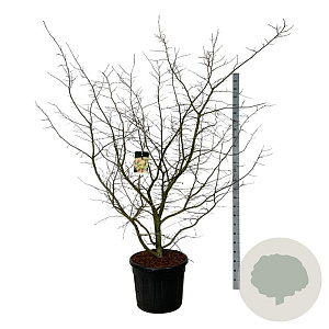 Parrotia persica 175-200 cm cont. 90L extra