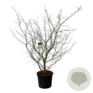 Parrotia persica 175-200 cm cont. 90L extra