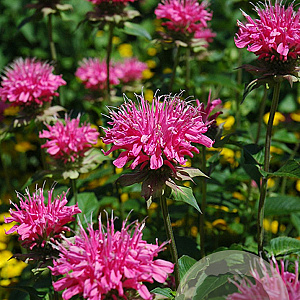 Monarda 'Marshall's Delight' GM P9