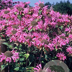 Monarda 'Marshall's Delight' GM P9