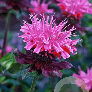 Monarda 'Marshall's Delight' GM P9