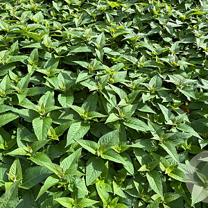 Monarda 'Marshall's Delight' GM P9