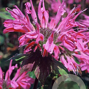 Monarda 'Marshall's Delight' GM P9