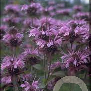 Monarda 'Mohawk' GM P9