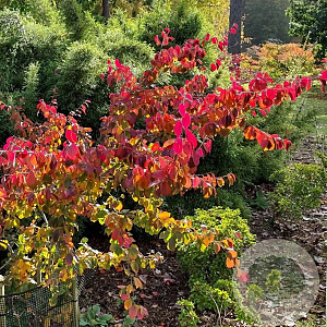 Parrotia subaequalis 100-125 cm 40L meerstammig