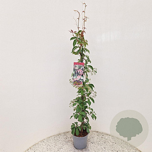 Parthenocissus henryana 70-80 cm 2,5L