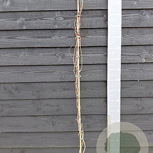 Parthenocissus quinquefolia 150-175 cm vierkant rond 5,5L