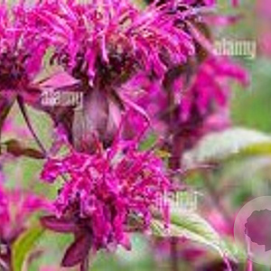 Monarda 'On Parade' GM P9