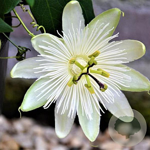 Passiflora 'Snow Queen' 80 cm rozenpot 2L
