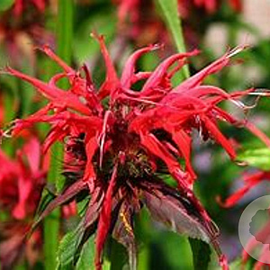 Monarda 'Squaw' GM P9