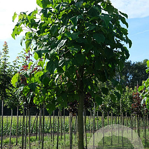 Paulownia tomentosa 35-40 HO draadkluit