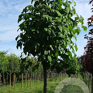 Paulownia tomentosa 35-40 HO draadkluit