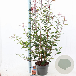 Photinia fraseri Carré Rouge 60-70 cm 5,0L