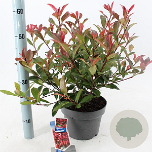 Photinia fraseri Carré Rouge 60-70 cm 5,0L