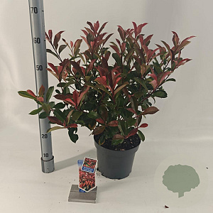 Photinia fraseri Carré Rouge 60-70 cm 5,0L