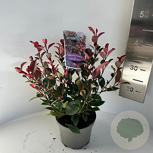 Photinia fraseri 'Little Red Robin' 20-25 cm 2,0L