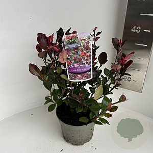 Photinia fraseri 'Little Red Robin' 20-30 cm 2,0L