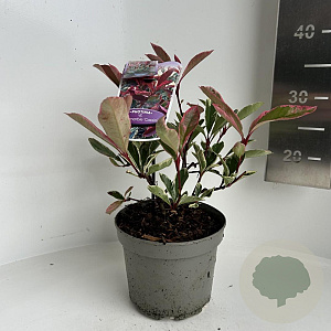 Photinia fraseri Pink Marble 20-30 cm 2,0L