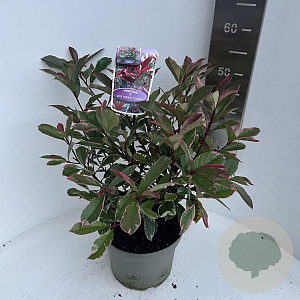 Photinia fraseri Pink Marble 40-50 cm 5,0L