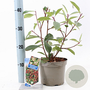 Photinia fraseri 'Red Robin' 15-20 cm 2,0L