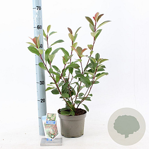 Photinia fraseri 'Red Robin' 15-20 cm 2,0L