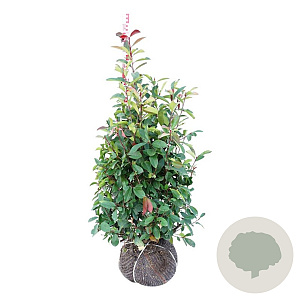 Photinia fraseri 'Red Robin' 100-125 cm met kluit extra