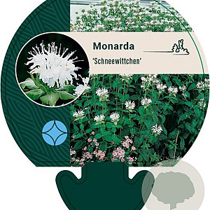 Monarda 'Schneewittchen' GM P9