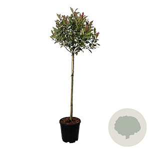 Photinia fraseri 'Robusta Compacta' 90 cm stam 15L