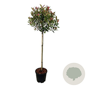 Photinia fraseri 'Robusta Compacta' 90 cm stam 15L