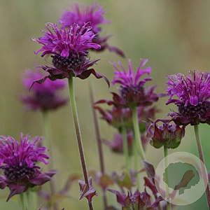 Monarda 'Scorpion' GM P9