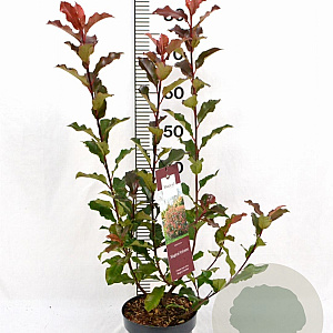 Photinia Magical Volcano 40-60 cm 3,0L