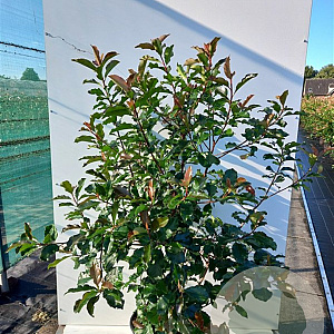 Photinia Magical Volcano 90 cm stam 7L 40-50