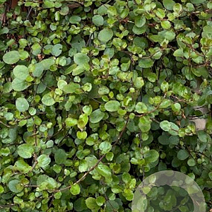 Muehlenbeckia complexa GM P9