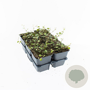 Muehlenbeckia complexa GM P9