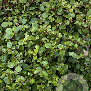 Muehlenbeckia complexa GM P9