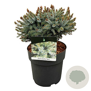 Picea omorika 'Nana' 20-25 cm