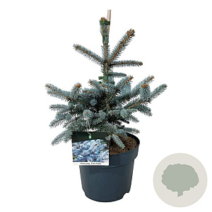 Picea pungens 'Erich Frahm' 40-50 cm P26