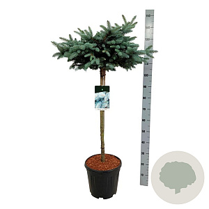 Picea pungens 'Glauca Globosa' 80 cm stam 15L kroon 50-60