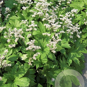 Mukdenia rossii GM P9