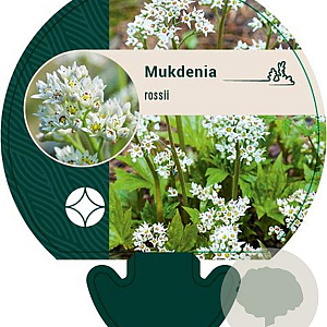 Mukdenia rossii GM P9