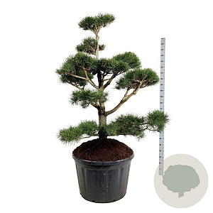 Pinus contorta 150-175 cm cont. 230L