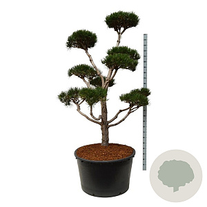 Pinus contorta 200-225 cm cont. 285L bonsai