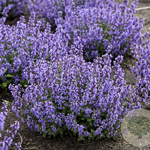 Nepeta 'Cat's Pajamas' GM P9
