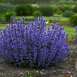 Nepeta 'Cat's Pajamas' GM P9