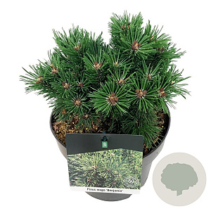Pinus mugo 'Benjamin' 20-25 cm