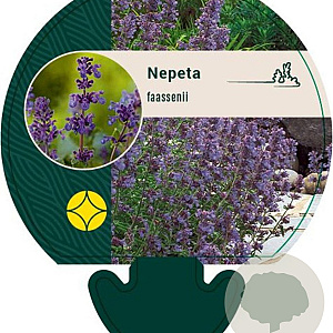 Nepeta faassenii GM P9