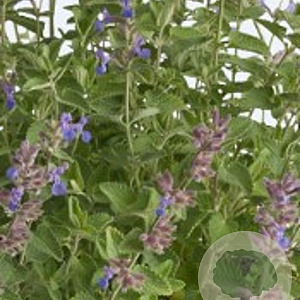 Nepeta faassenii GM P9