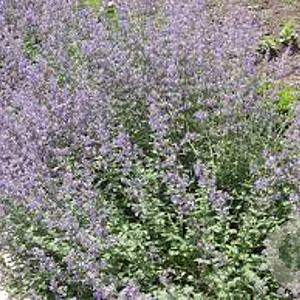 Nepeta faassenii GM P9