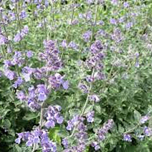Nepeta faassenii GM P9